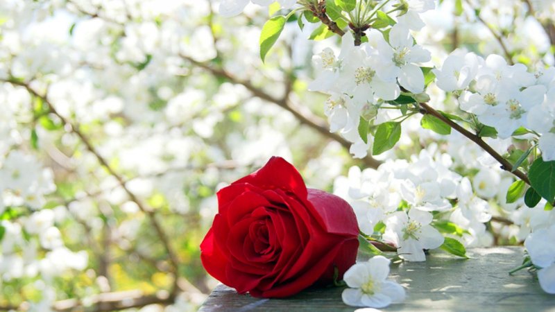 Весна розы