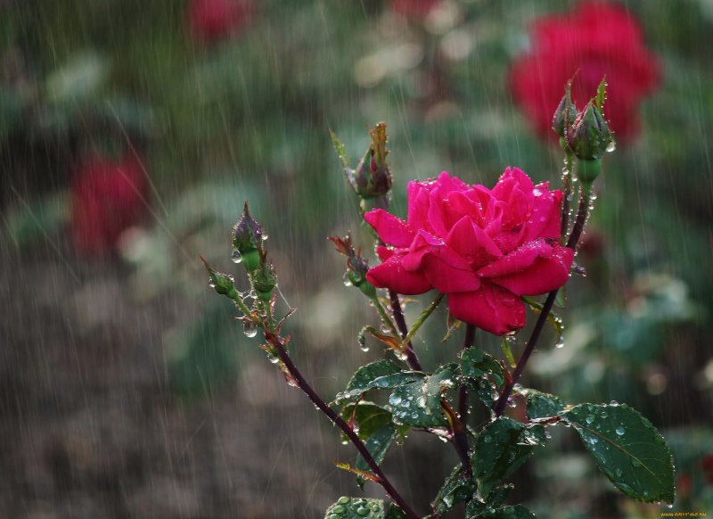 Розовый куст шиповник роза