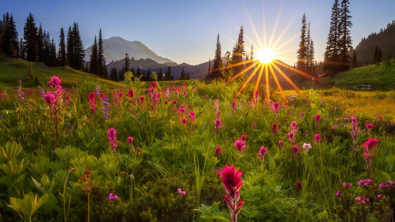 Природа лето горы цветы