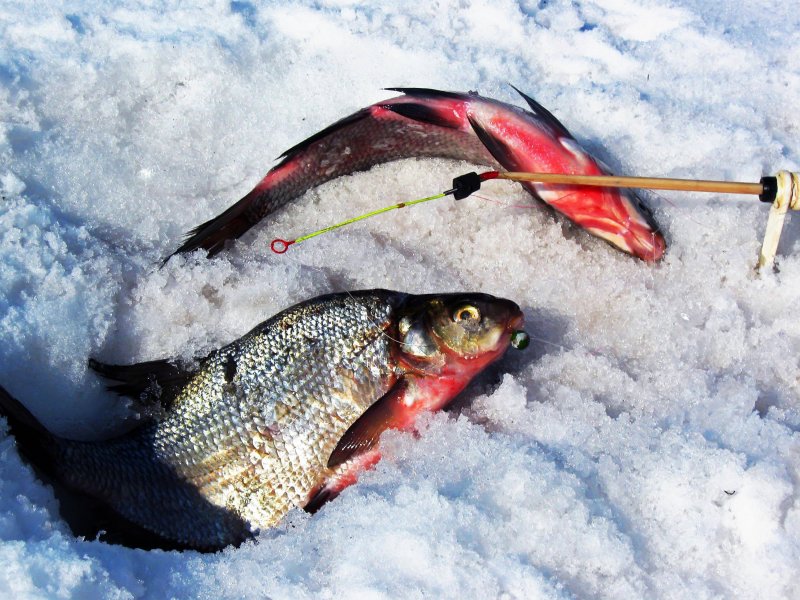 Рыба голец зимняя рыбалка