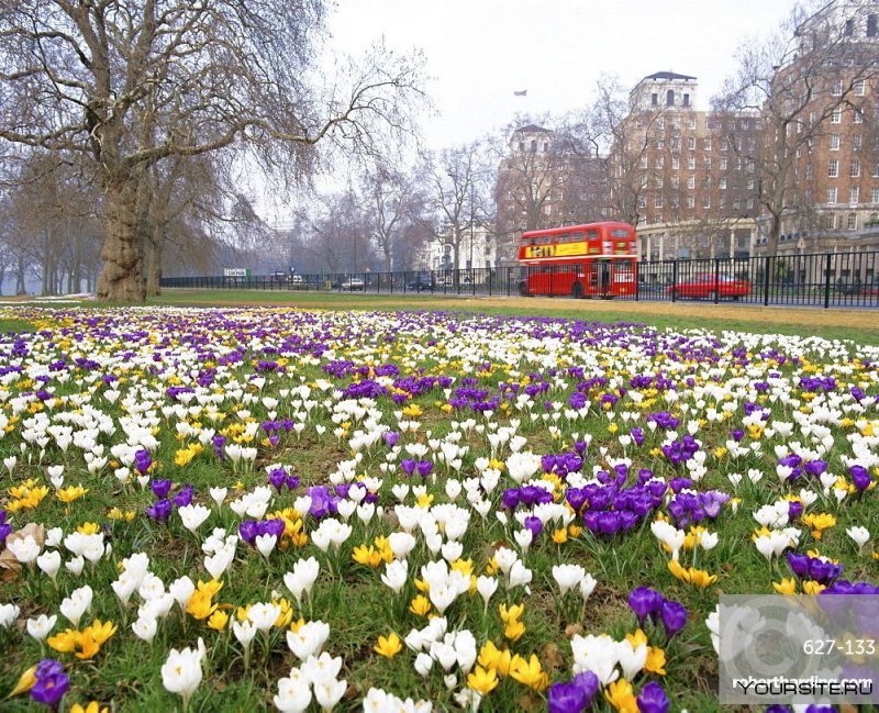 Ранняя Весна в Лондоне