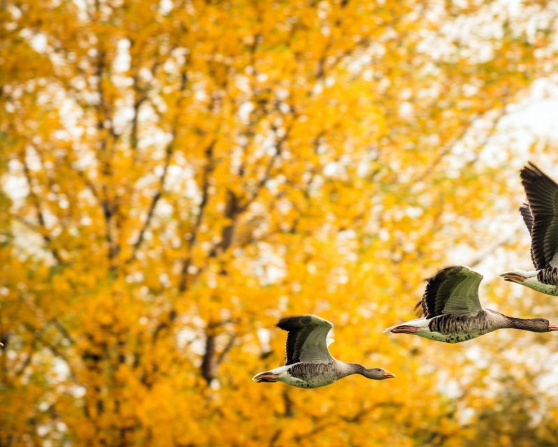 Птицы улетают осенью