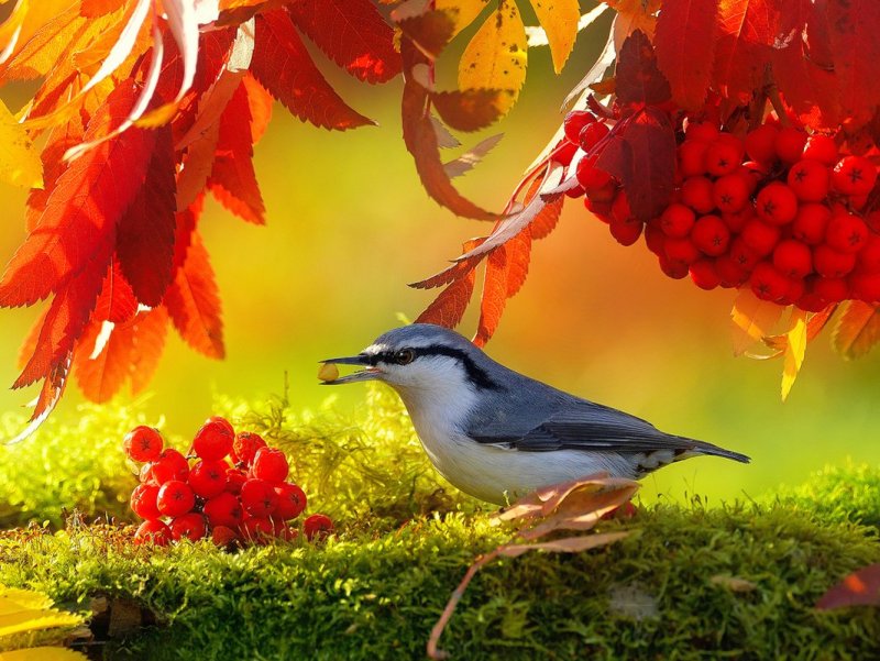 Осень птицы