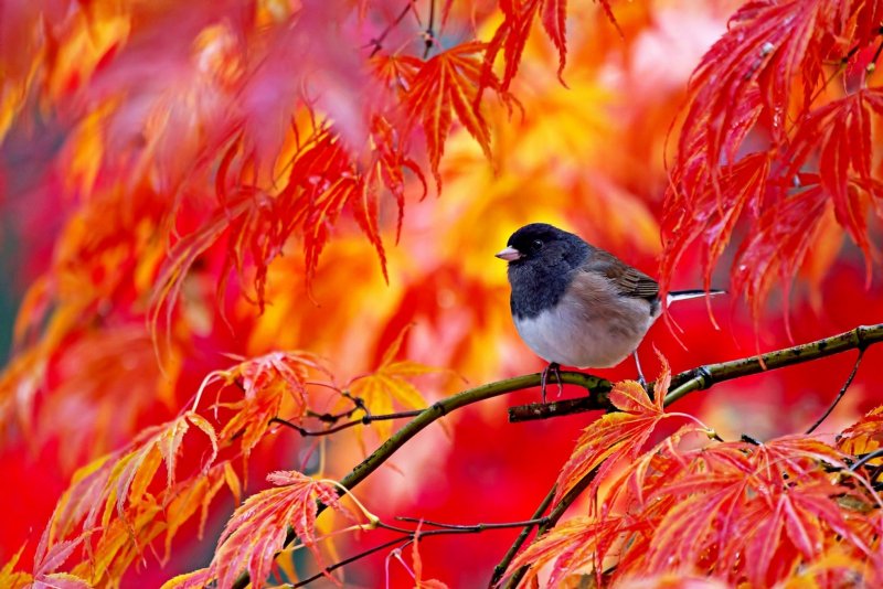 Птица в листве
