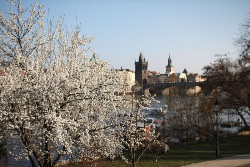 Цветение магнолии в Праге