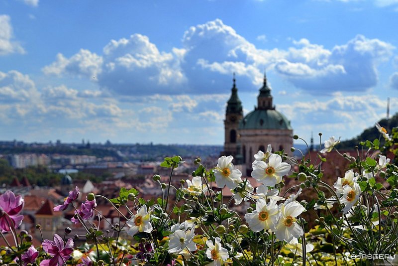 Прага летом цветы