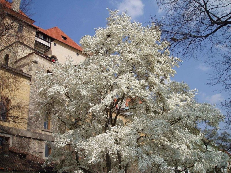Прага ранней весной Чехия