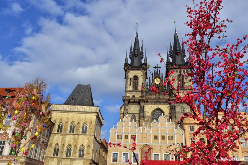 Цветы Магнолия в Праге