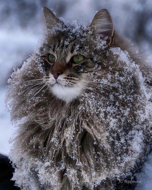 Сибирский дикий Лесной кот