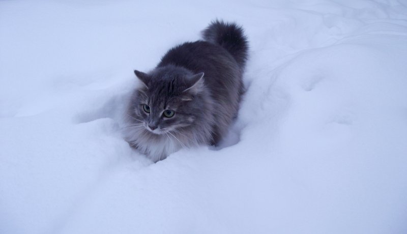 Норвежский Лесной кот и Сибирская кошка