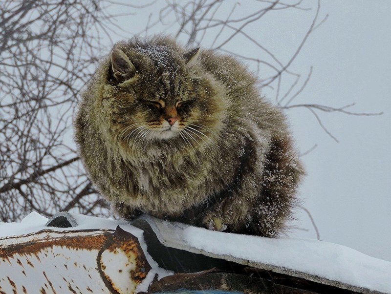 Сибирские коты Аллы Лебедевой