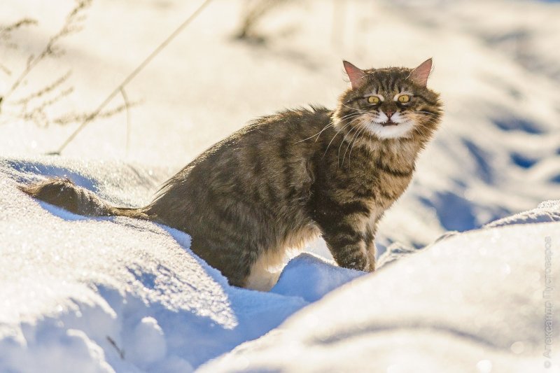 Сибирский Таежный кот