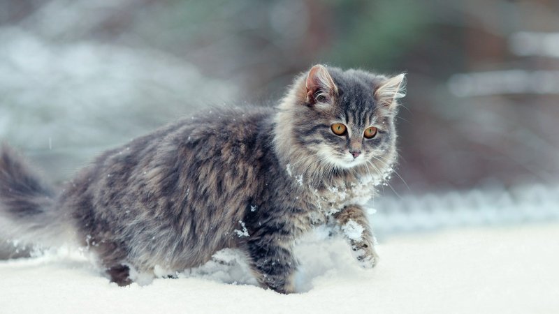 Сибирские коты в деревне