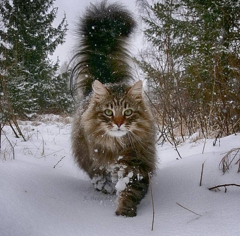 Сибирский Лесной кот