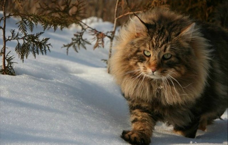 2 . Норвежская Лесная кошка