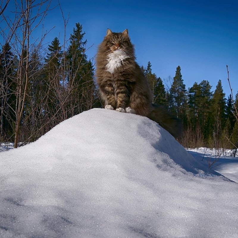 Норвежская Лесная кошка Финляндия