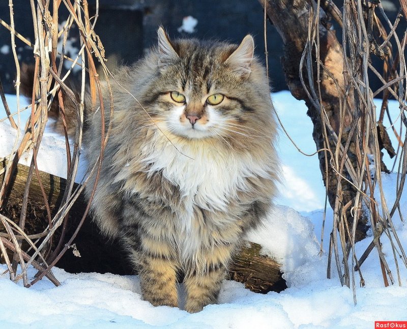 Сибирский кот Барсик