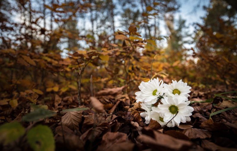 Белые цветы осенью