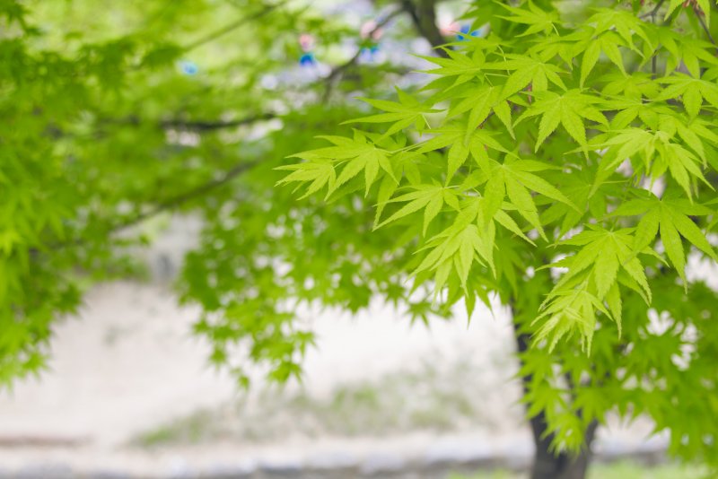 Японский клен зеленые листья