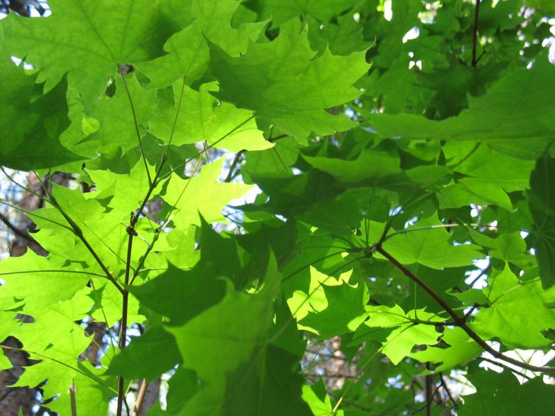 Дерево «клен остролистный лист