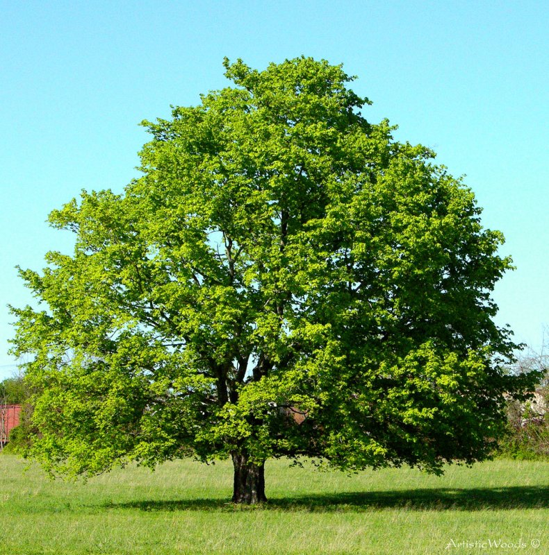 Клен зеленый дерево