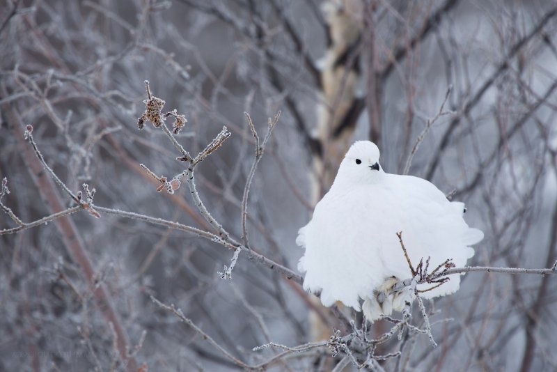 Белая куропатка зимой