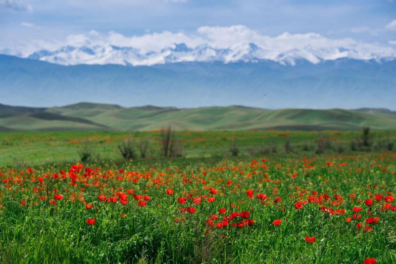 Цветущая степь Узбекистана