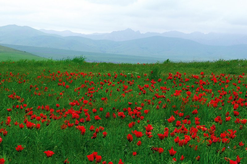 Горы Тянь Шань тюльпаны