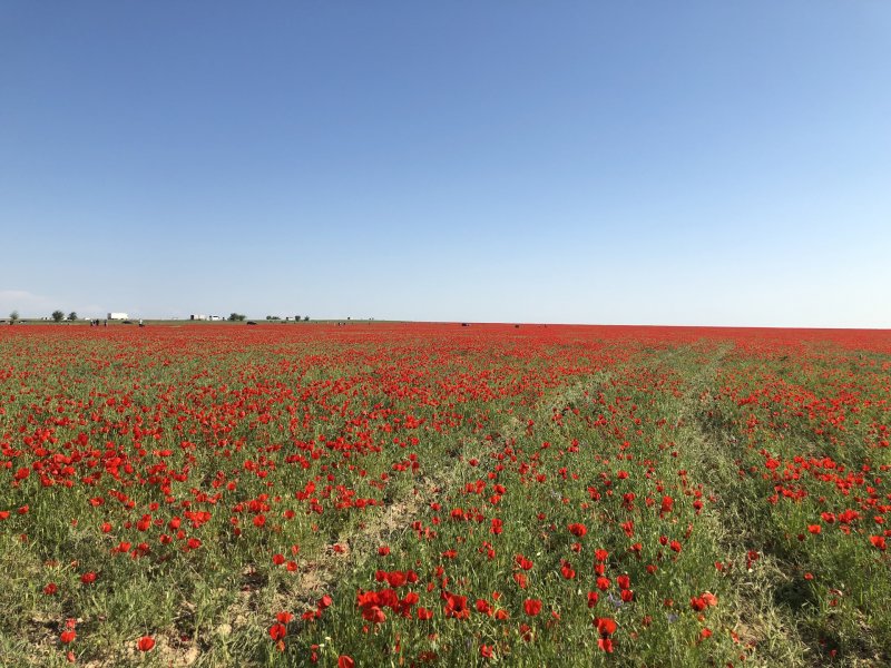 Тюльпаны в степи Казахстана Приозерск