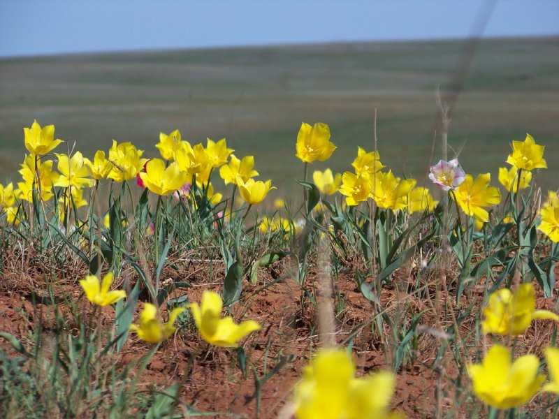 Тюльпаны казахские степные Балхаш