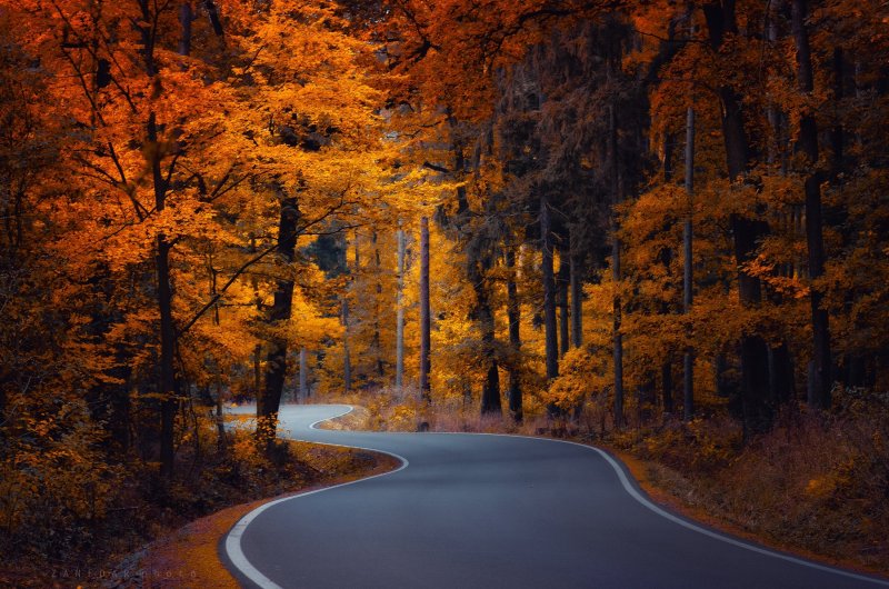 Осень лес дорога
