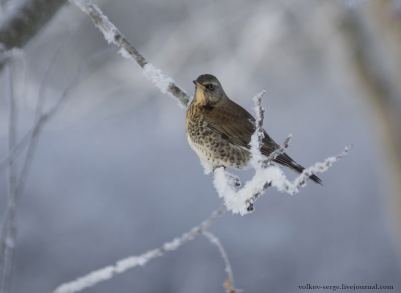 Птицы Москвы зимой картинки с надписями