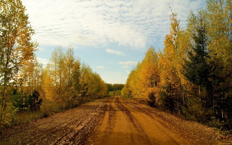 Кировская область Лесные дали осень