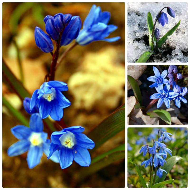 Синие первоцветы