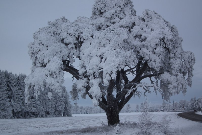 Зима деревья