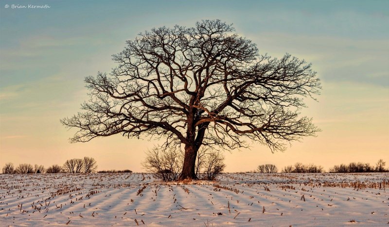 Дерево дуб зимой