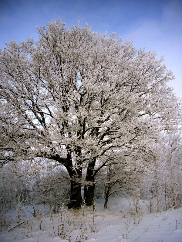 Дерево зимний дуб