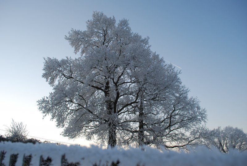 Развесистое дерево зимой