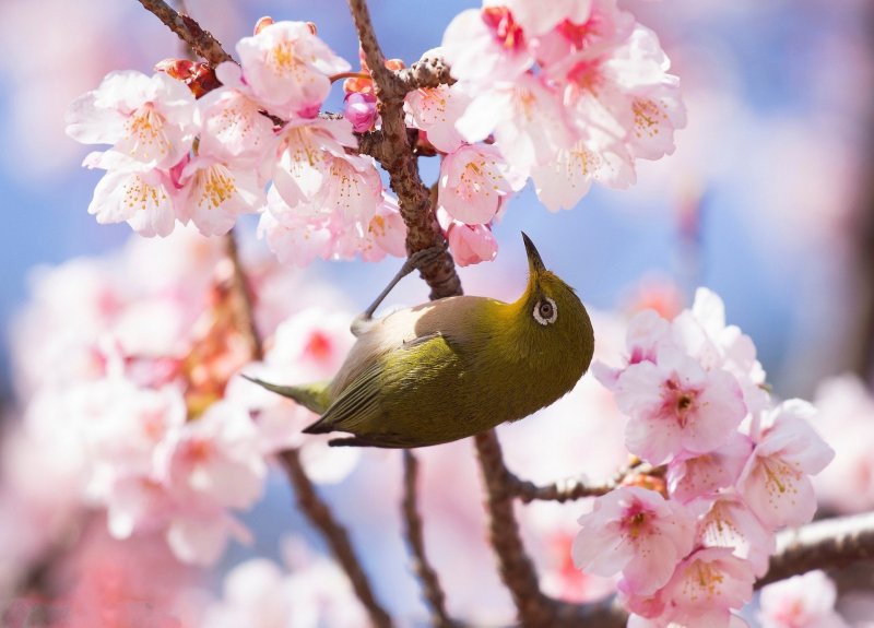 Красивые птицы весной
