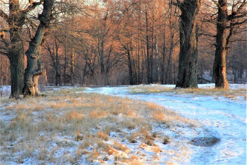 Деревья в зимнем лесу
