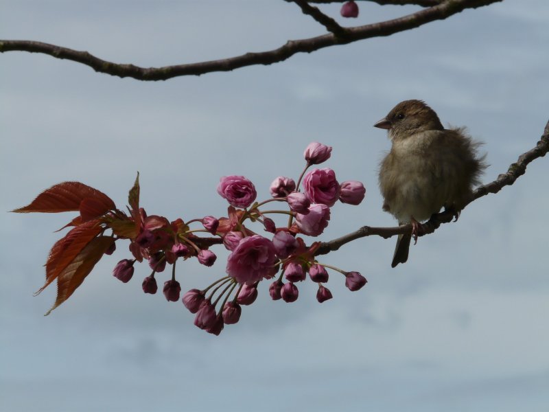 Птички на веточке весной