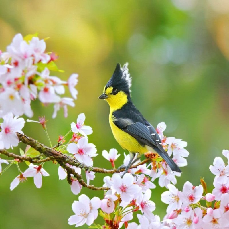 Птица на цветущей ветке