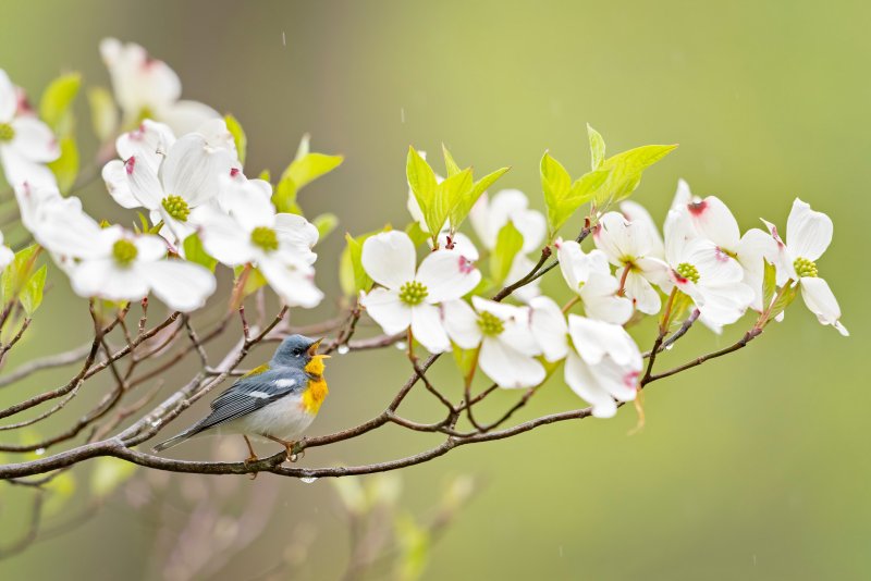 Цветущая ветвь с птицей
