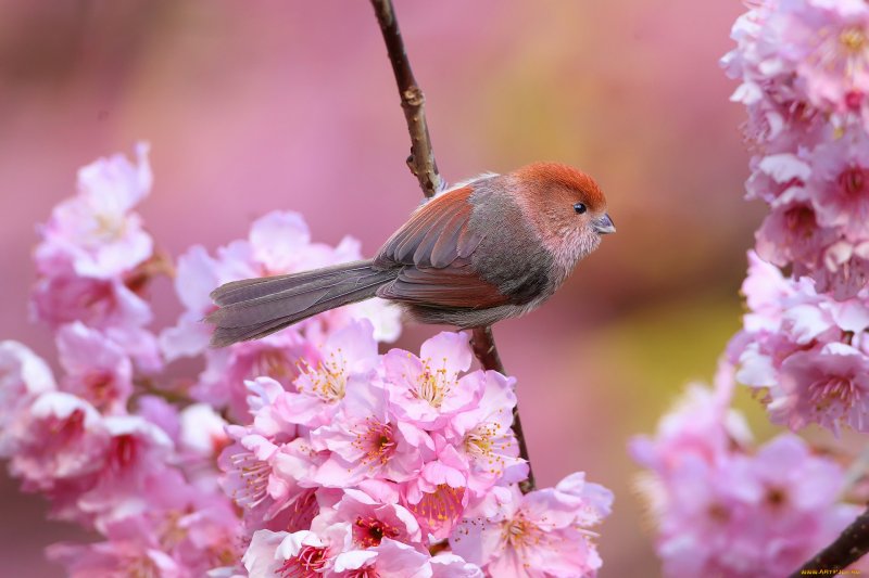 Красивые птички весной