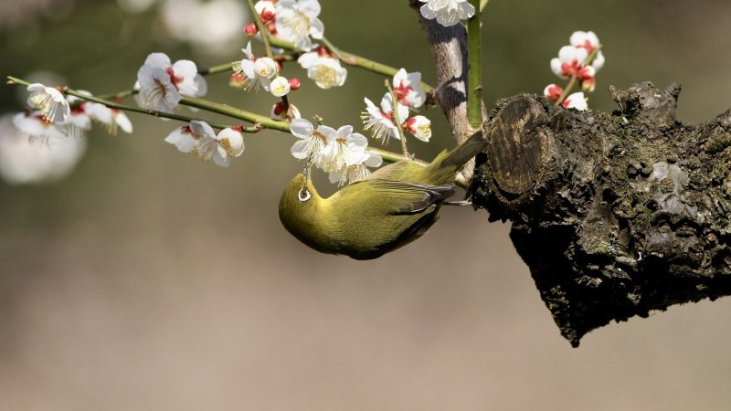 Птица на ветке Весна