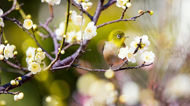 Дикая природа Весна птицы