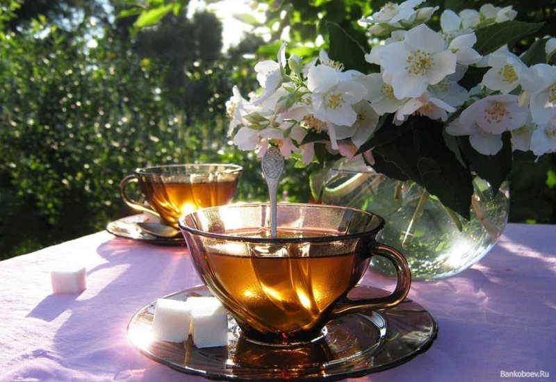 Чашка чая в саду