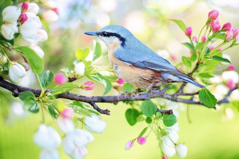 Птицы весной