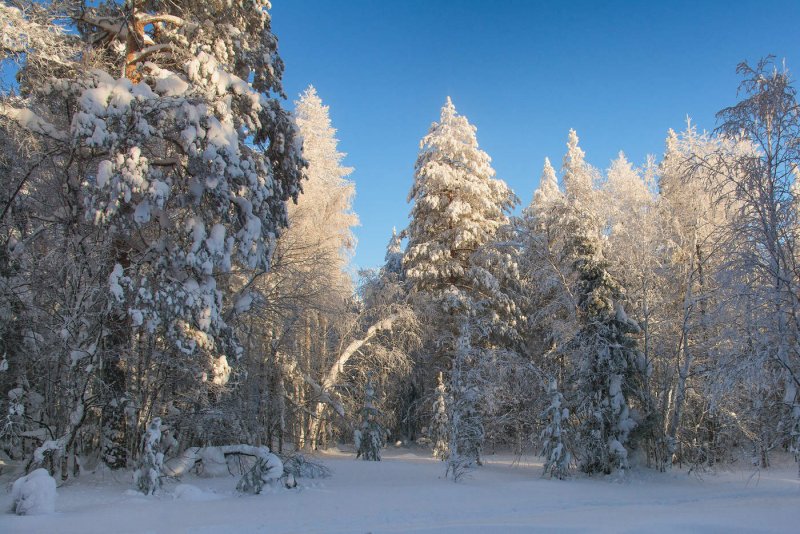Зимний лес днем