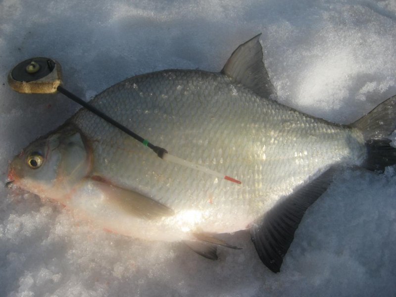 Рыбалка на леща зимой